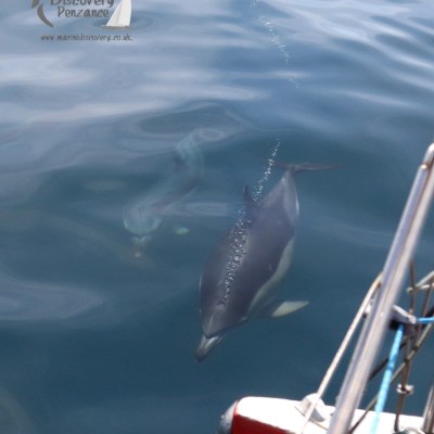 common dolphins