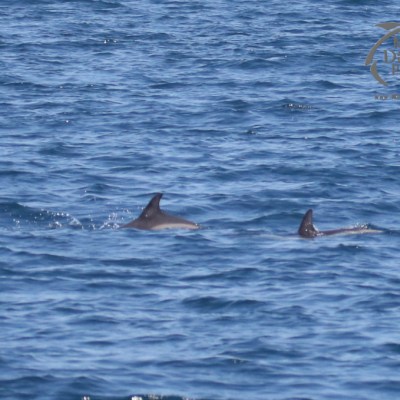 common dolphins