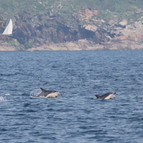 common dolphins