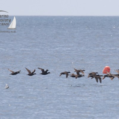 common scoters