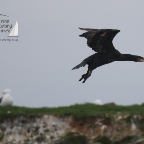 cormorant taking off