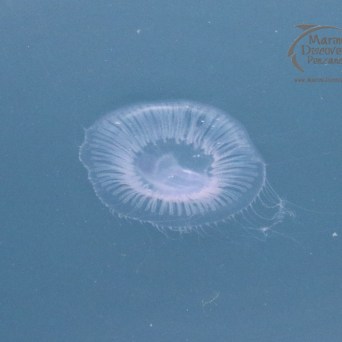 crystal jellyfish