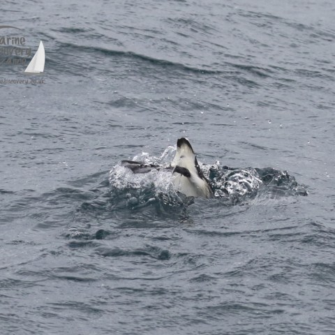 disappearing guillemot