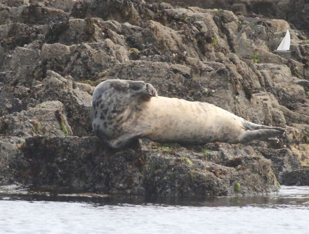 female seal