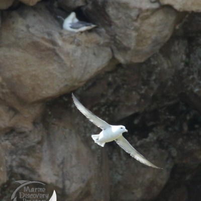 fulmar