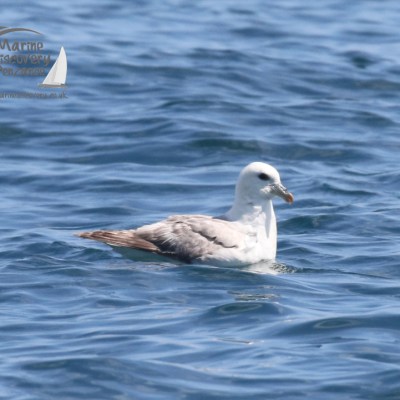 fulmar