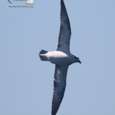 fulmar