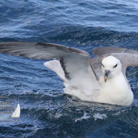fulmar