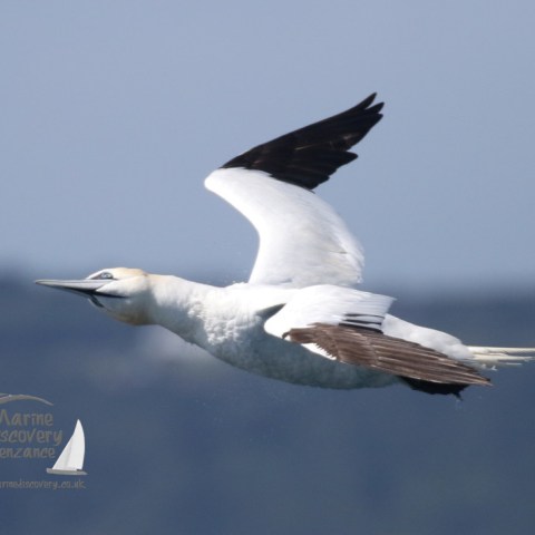 gannet turning its head