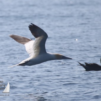 gannet