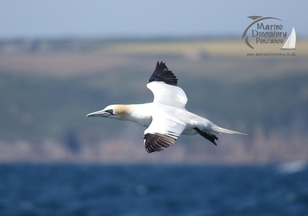 gannet