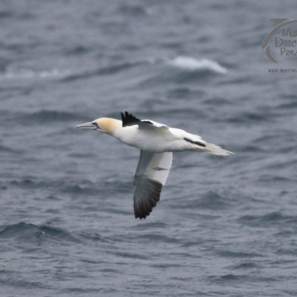 gannet