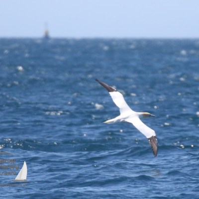 gannet