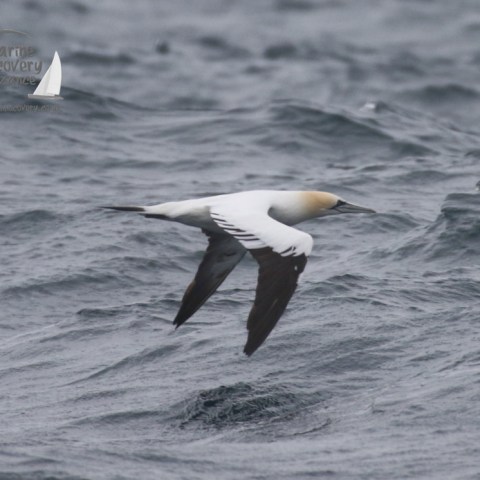 gannet