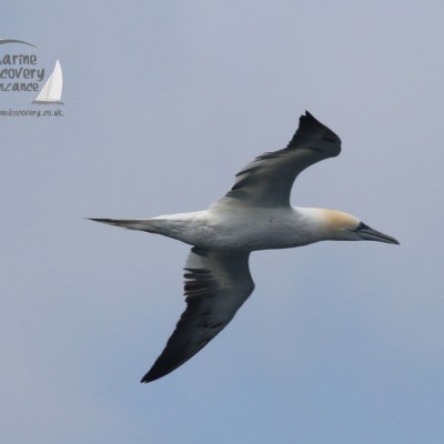 gannet