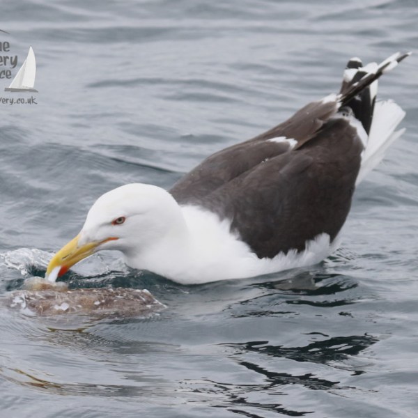 great black backed gull eating a cuttlefish