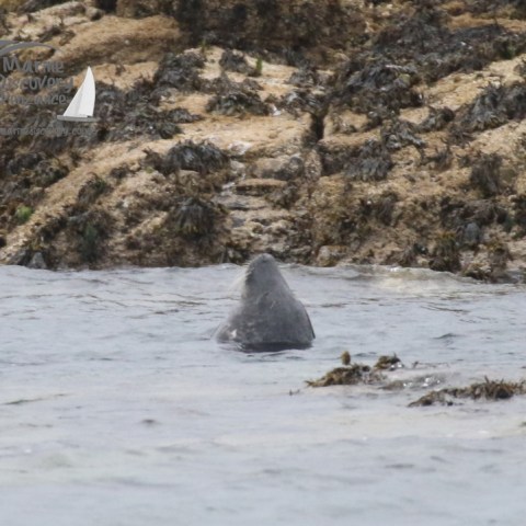 grey seal