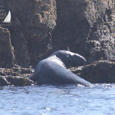 a close up of a large rock next to water