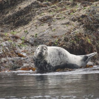 grey seal