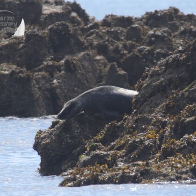 grey seal