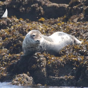 a seal on a rock