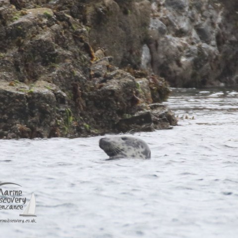 grey seal