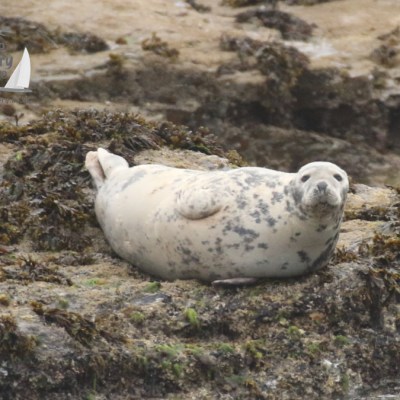 grey seal