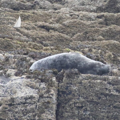 grey seal