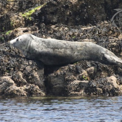 grey seal