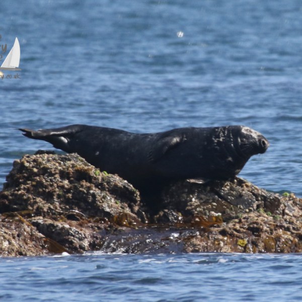 grey seal