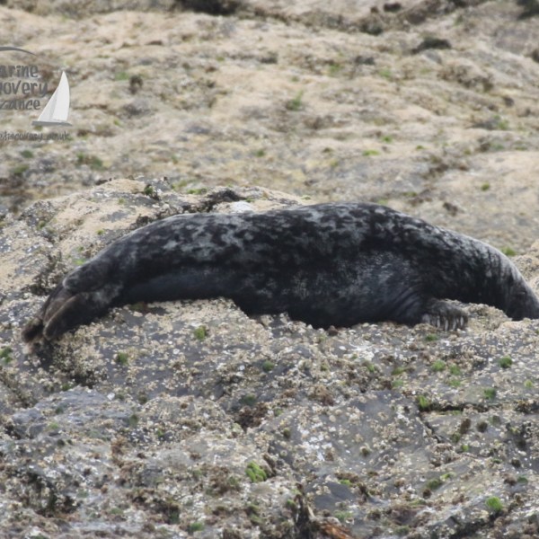 grey seal
