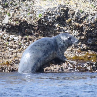 grey seal