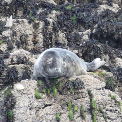 grey seal