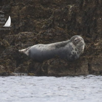 grey seal
