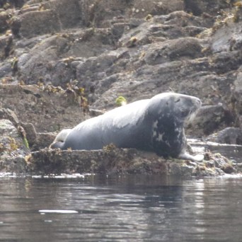 grey seal Kelp