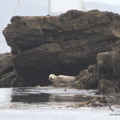 grey seal juvenile