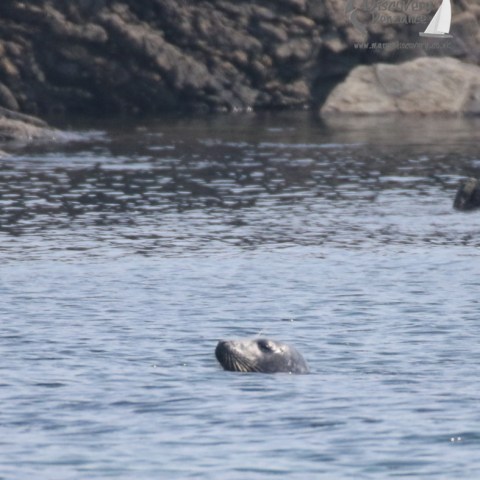 grey seal