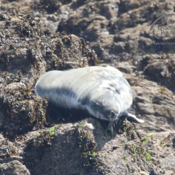 grey seal