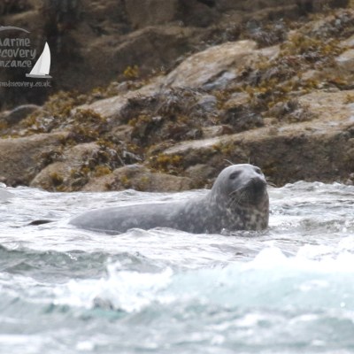 grey seal