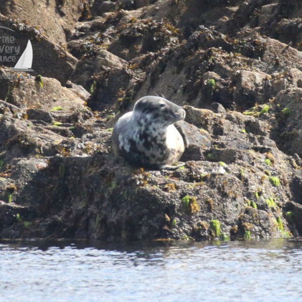 grey seal