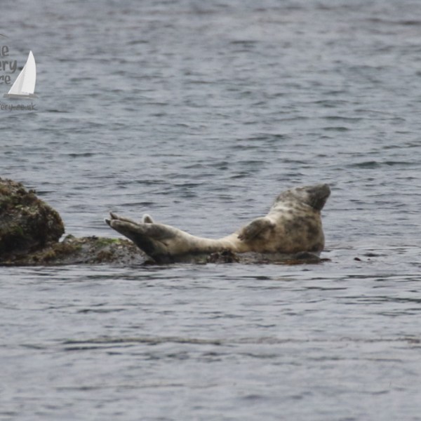 grey seal