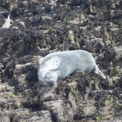 grey seal
