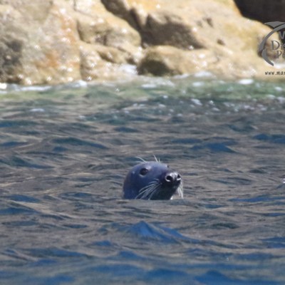 a seal swimming in a body of water