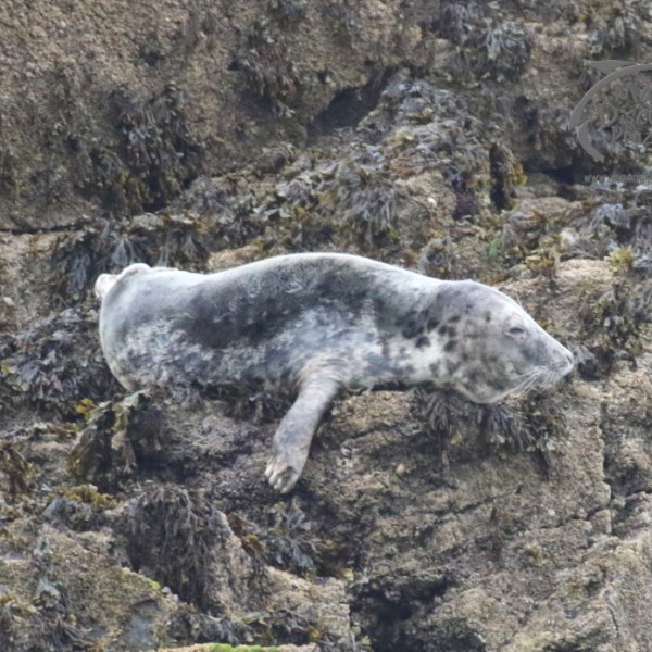 grey seal