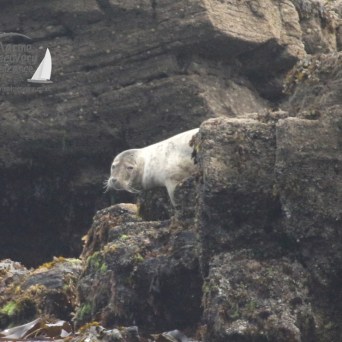grey seal