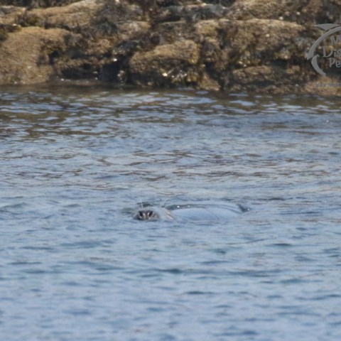 grey seal