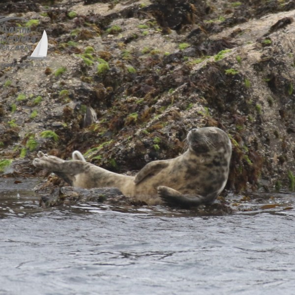 grey seal