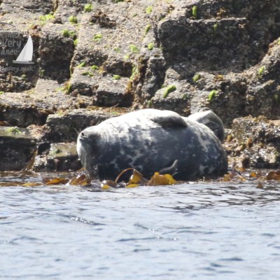 grey seal