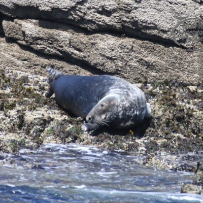 grey seal