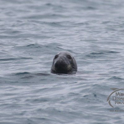 a dog swimming in a body of water